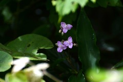 Tripogandra amplexicaulis