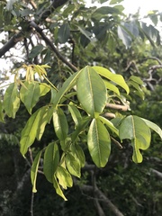 Dalbergia obovata