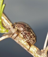 Xeloma leprosa