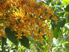 Thaleropia queenslandica