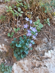 Campanula pyramidalis