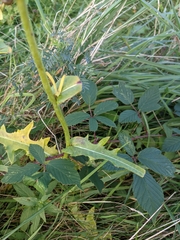 Sonchus arvensis