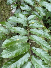 Cupania