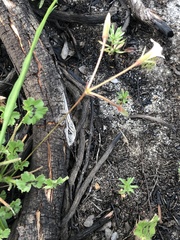 Pelargonium elongatum