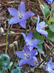 Campanula pyramidalis