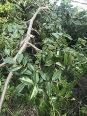 Dalbergia obovata