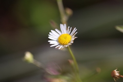 Erigeron strigosus
