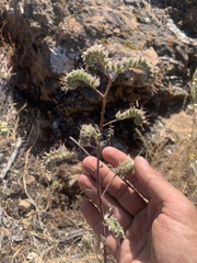 Phacelia imbricata