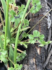 Pelargonium elongatum