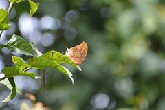 Consul excellens genini