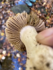 Tricholoma subsejunctum