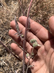 Phacelia imbricata