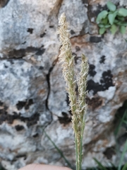 Sesleria autumnalis