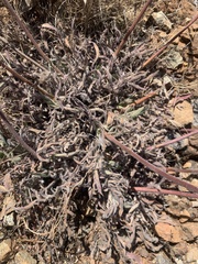 Phacelia imbricata