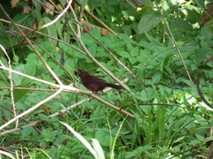 Ramphocelus carbo