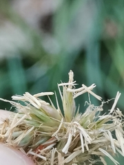Sesleria autumnalis