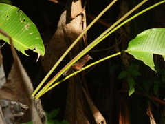 Ramphocelus carbo