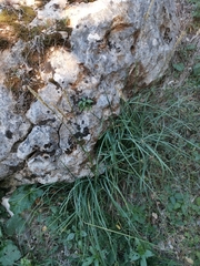 Sesleria autumnalis
