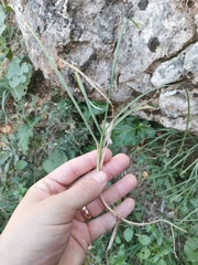 Sesleria autumnalis