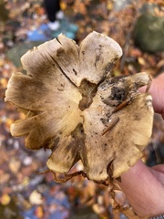 Tricholoma subsejunctum