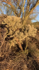 Cylindropuntia fulgida