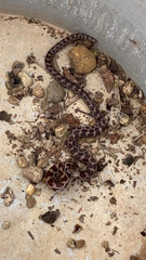 Lampropeltis calligaster