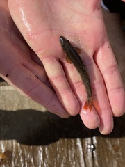 Rhinichthys cataractae