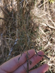 Cleistogenes serotina