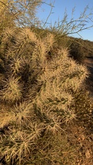 Cylindropuntia fulgida