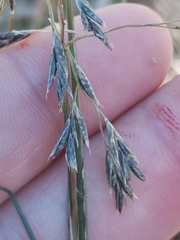 Cleistogenes serotina