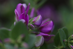 Polygala