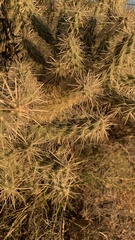 Cylindropuntia fulgida