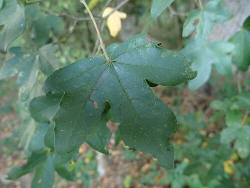 Stigmella aceris