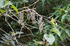 Dioscorea spiculiflora
