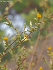 Chiliadenus iphionoides