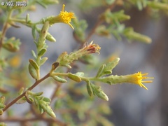 Chiliadenus iphionoides
