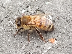 Apis mellifera
