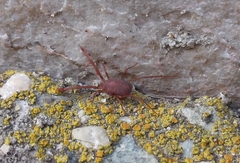 Trombidiformes