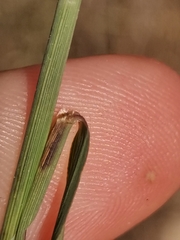 Cleistogenes serotina