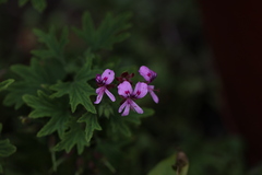 Pelargonium citronellum