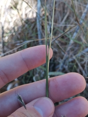 Cleistogenes serotina