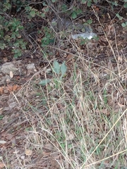 Cynoglossum cheirifolium