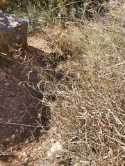 Cleistogenes serotina