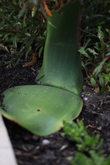 Haemanthus sanguineus