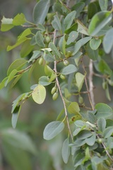 Erythroxylum guatemalense