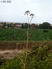 Ferula tingitana