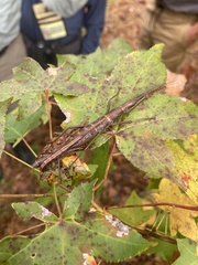 Anisomorpha buprestoides