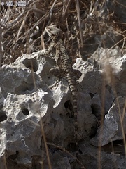 Laudakia vulgaris