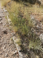 Heteropogon contortus