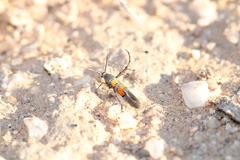 Aetole unipunctella